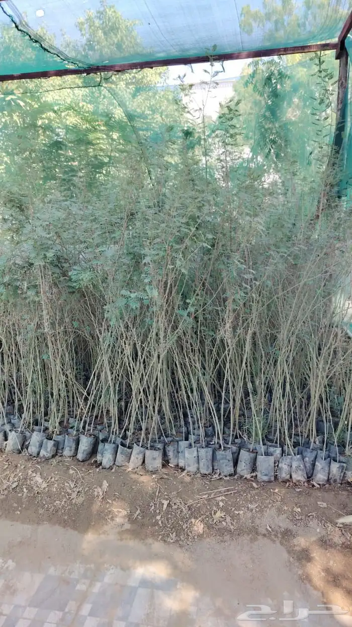 للبيع شتلات قرض غاف سدر طلح 0