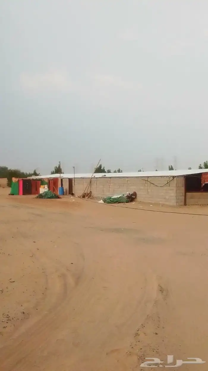 للبيع حضيرة دجاج 0