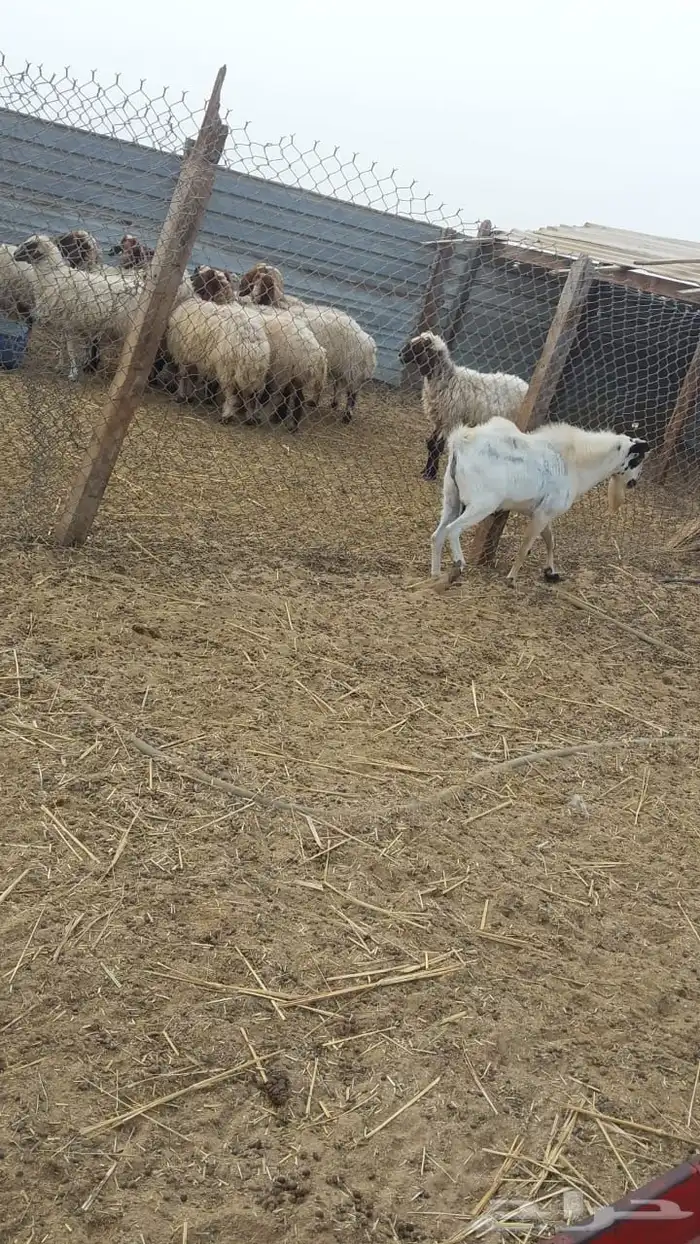 تيس جنوبي مشروط حار في القريع سدس مكسر 0