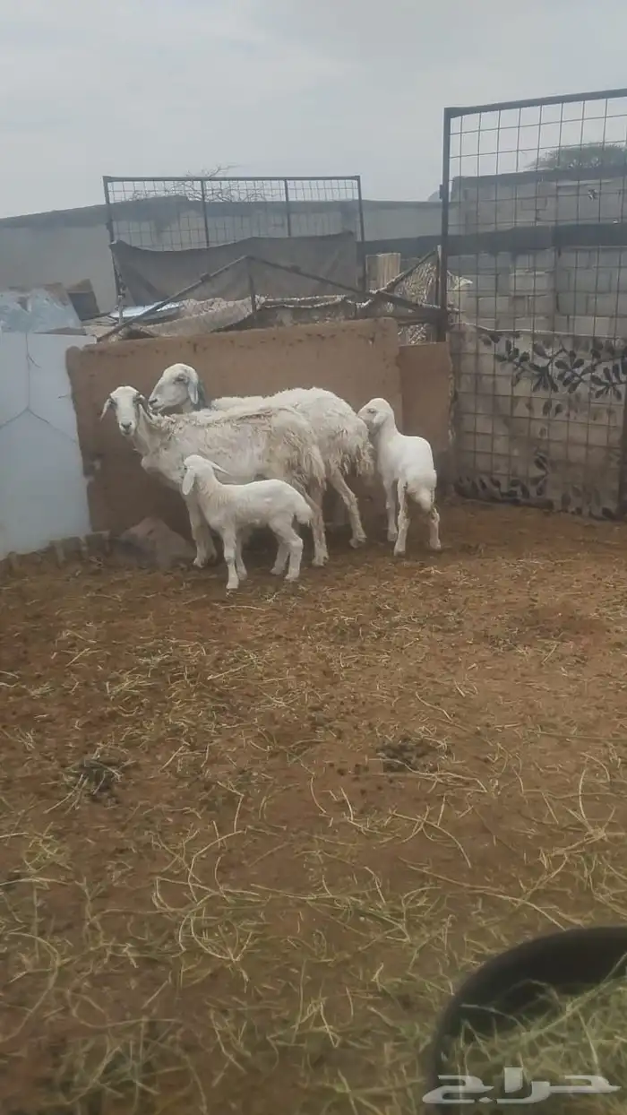 ضان كل واحده معها واحد السن واحد سديس وتامه الحد 1250 0