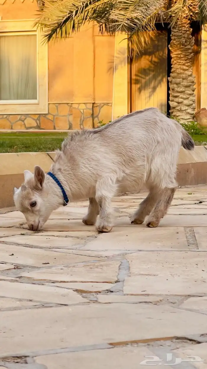 ماعز صغير عمره 3شهور أليف للأطفال ينباع مع قفصه انسام ب850 5