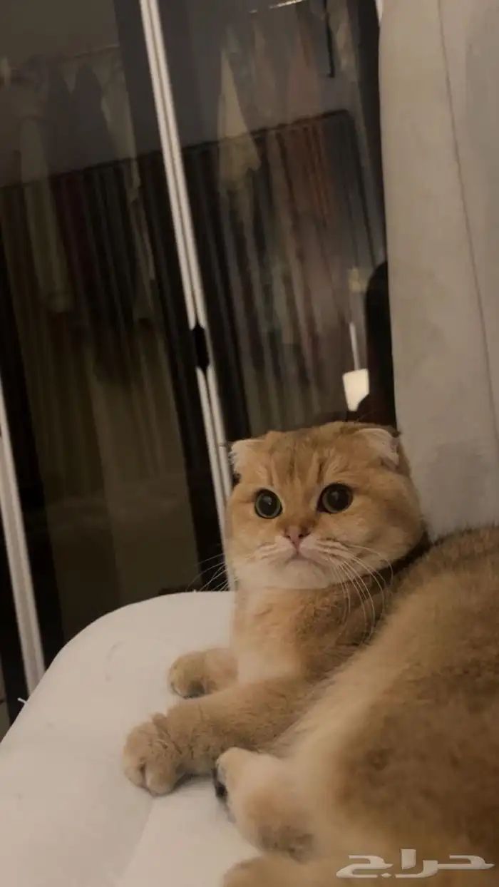 انثى سكوتش فولد Ny12 1