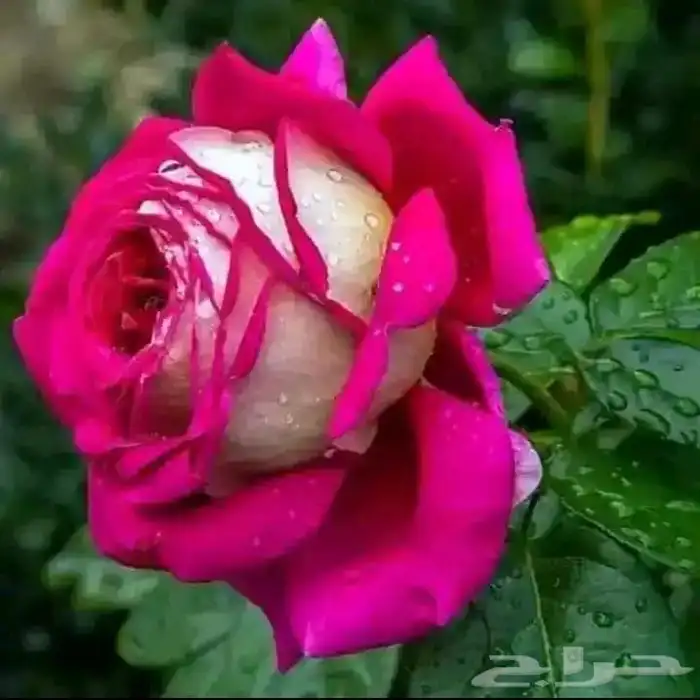 مطلوب مغسلة ملابس للتقبيل والبيع 0