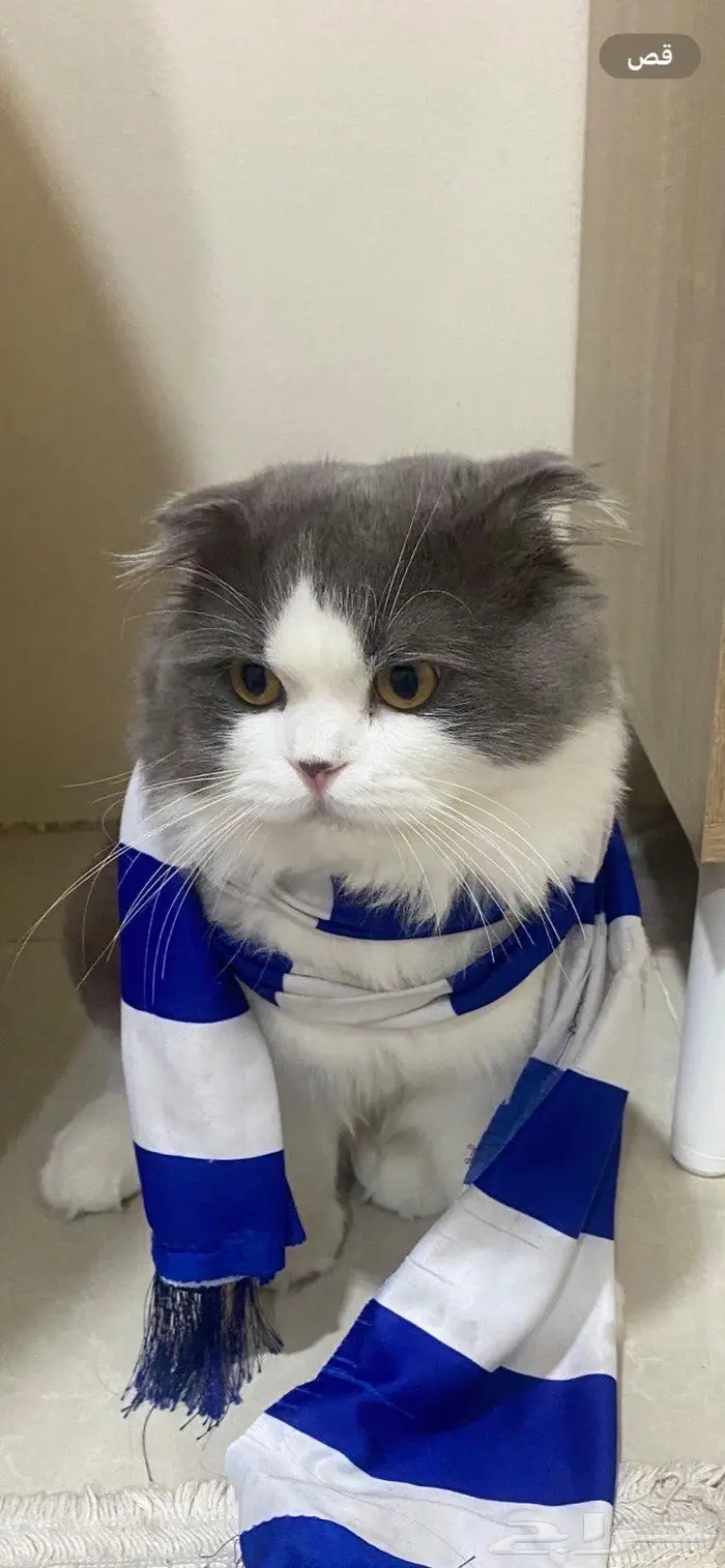 قط سكوتش مهجن للتبني بالدمام 0