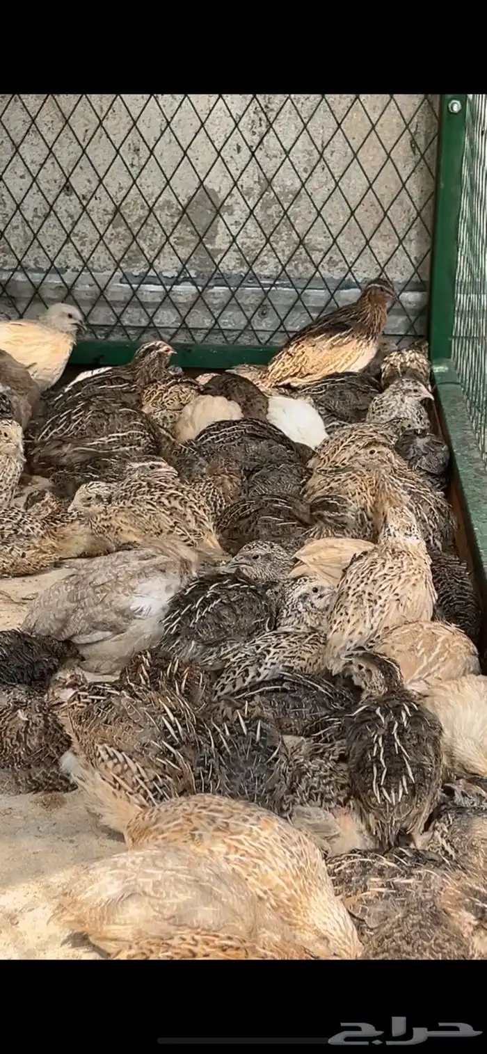 فري الجوز على 12 الموقع الجبيل 0