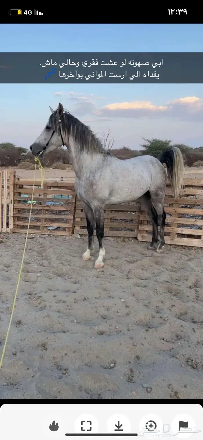 عرض حصان شعبي 1