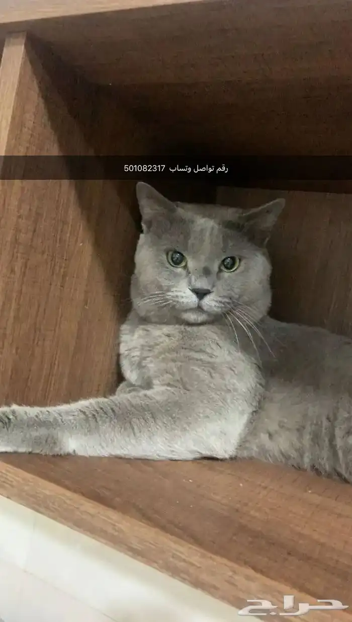 مفقود الأحساء بوسحبل الي يحصله له 150 تواصل وتساب 0