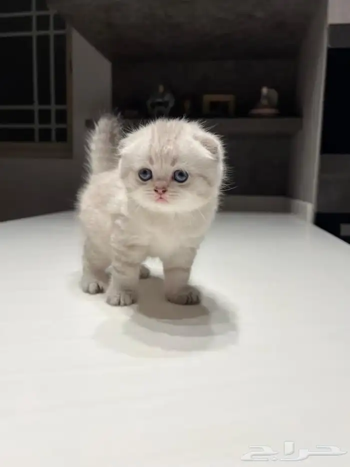 بسه اسكوتش فولد 1