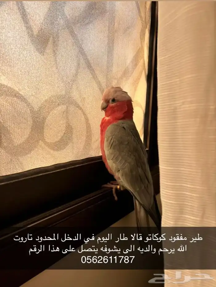 طير مفقود للتواصل 0