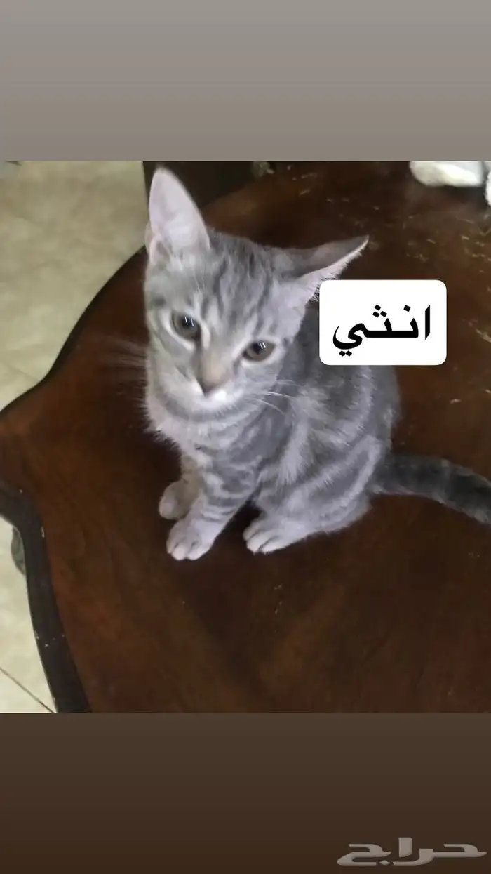 قطط للتبني 6