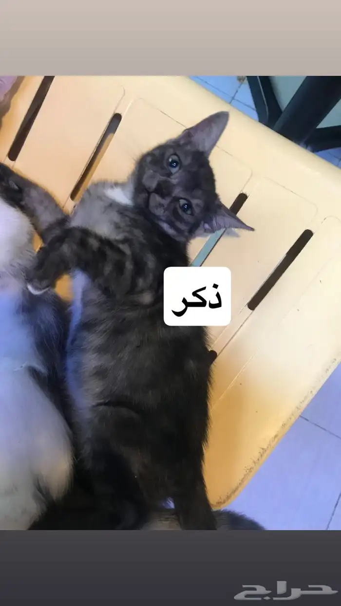 قطط للتبني 3