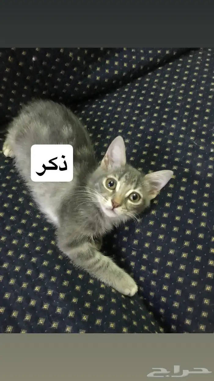 قطط للتبني 2