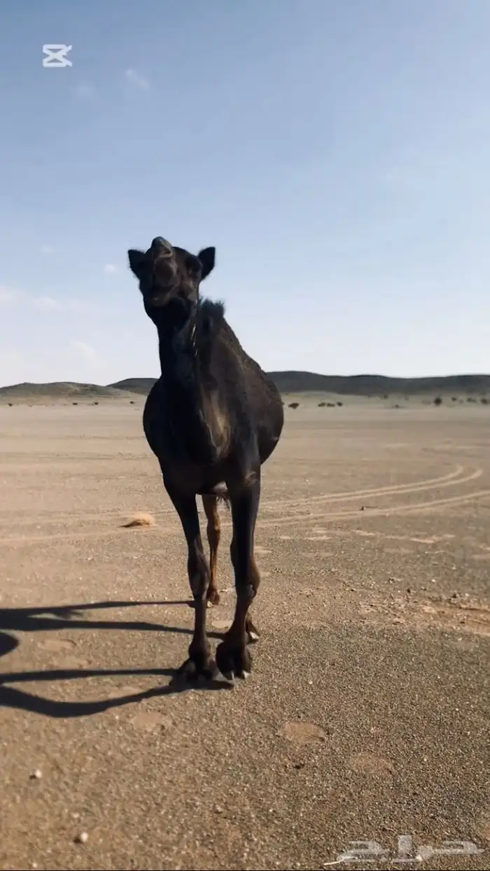 بعير مجهم فحل كفو 5