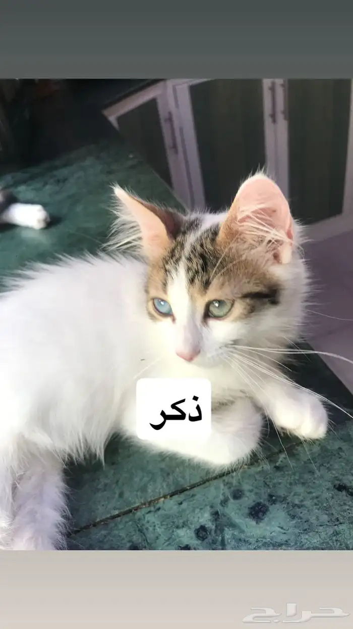 قطط للتبني 0