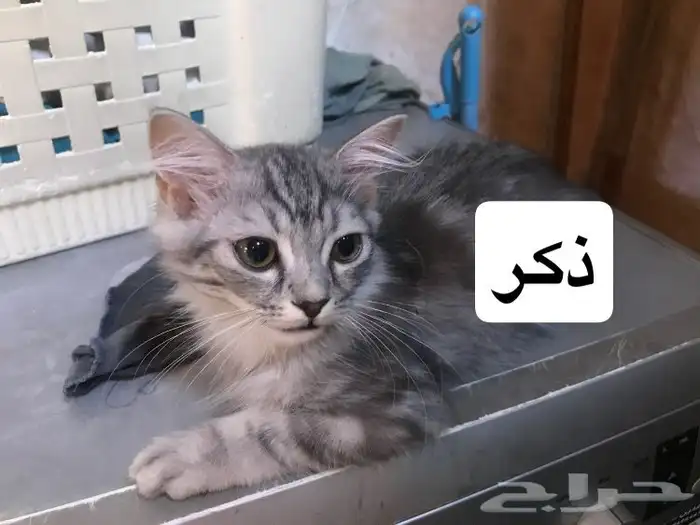 قطط للتبني 4