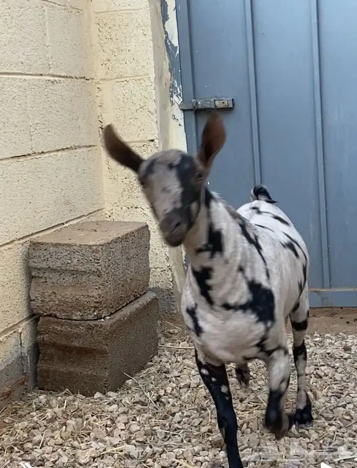 تيس عماني للبيع الموقع الخرج بدايةالسوم ب 2000 4