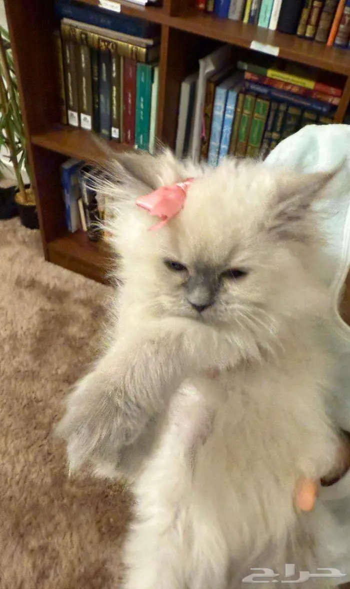 قطط للتبني 2