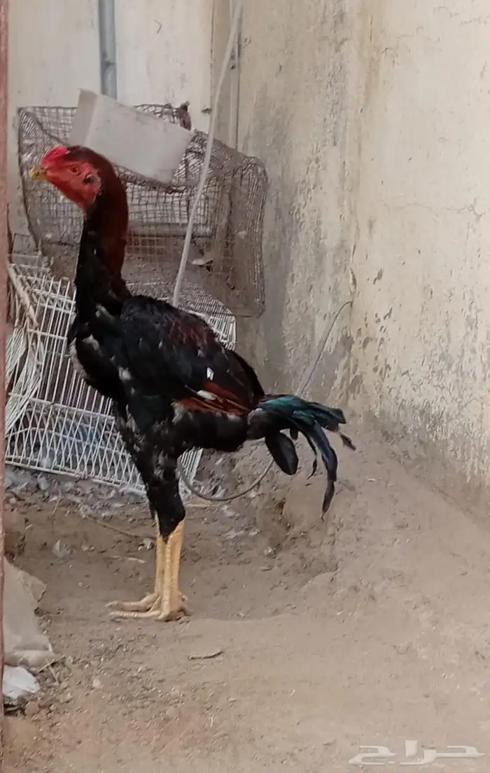 ديك شامو الماني 0