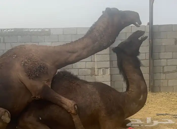 ناقة مجهم طيبة 4