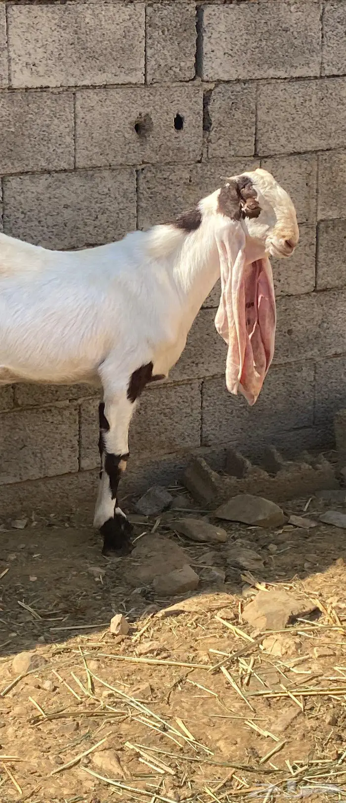 تيس هولندي للبيع 0