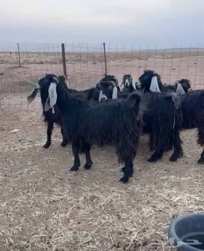 للبيع معزاء عوارض 0