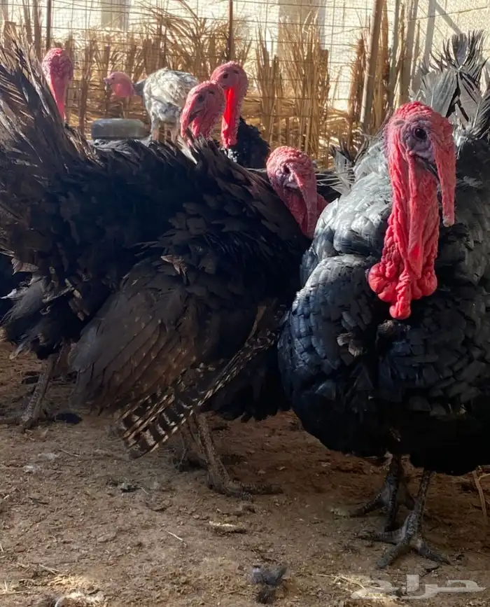 ديوك رومي يوجد ذبح 1