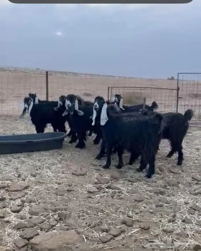 للبيع معزاء عوارض 3