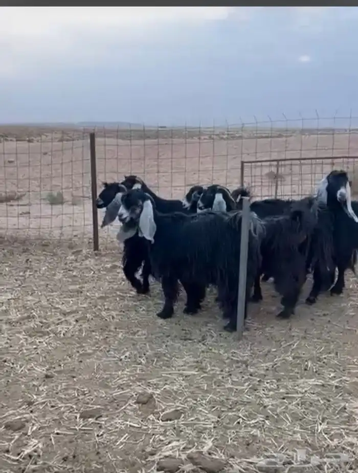 للبيع معزاء عوارض 2