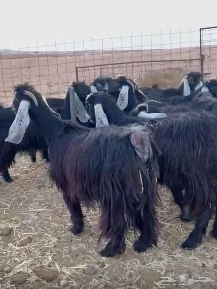 للبيع معزاء عوارض 1