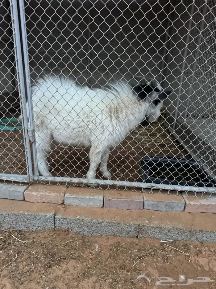 تيس قزم امريكي طيب 0