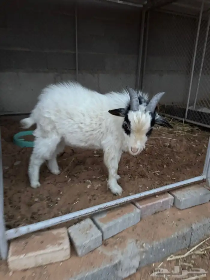 تيس قزم امريكي طيب 2