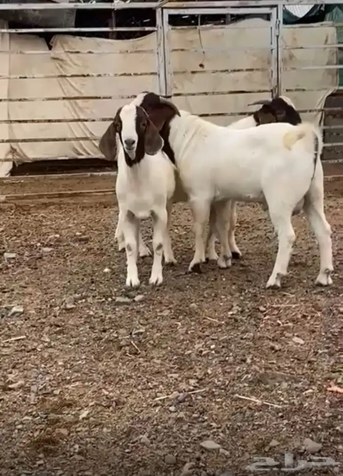 تيوس بورقت 1