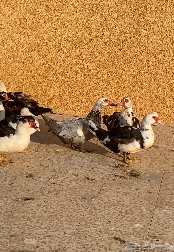 للبيع بط مصري 1