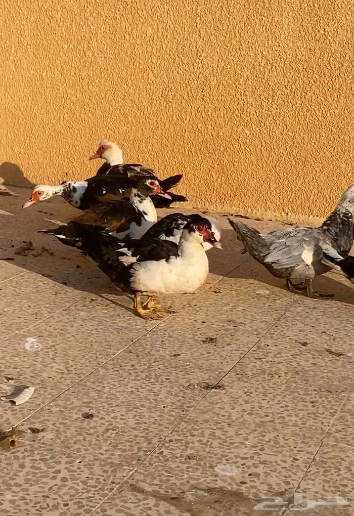 للبيع بط مصري 0