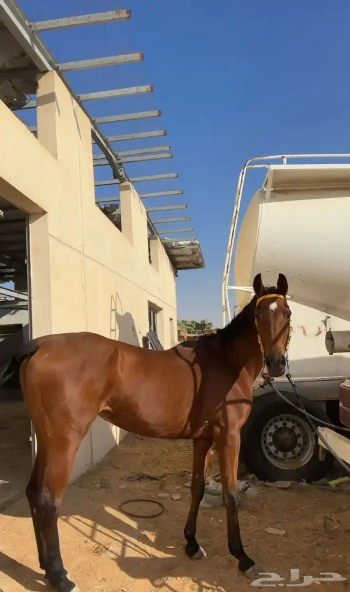 فرس كفو لقاح 0