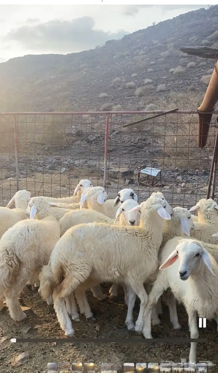 للبيع بهم تربيه 2