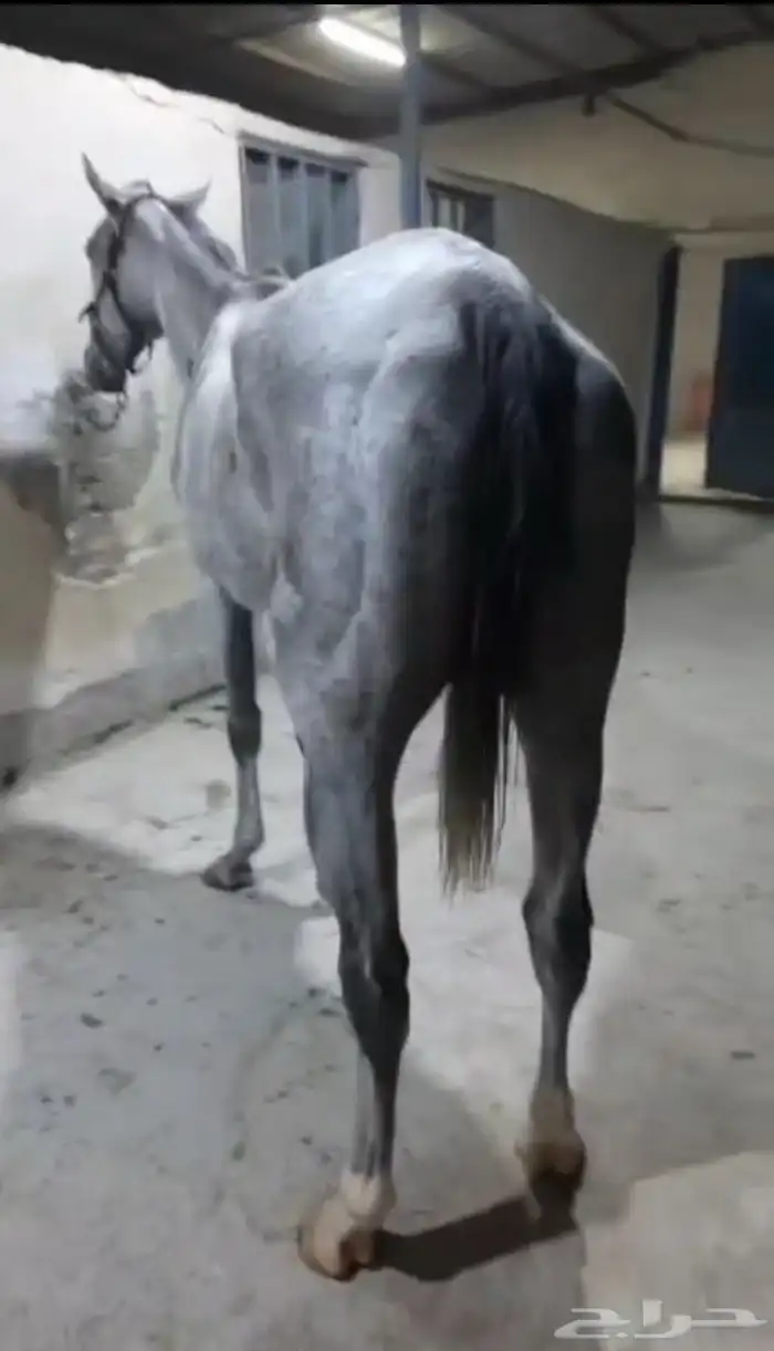 حصان انجليزي 0