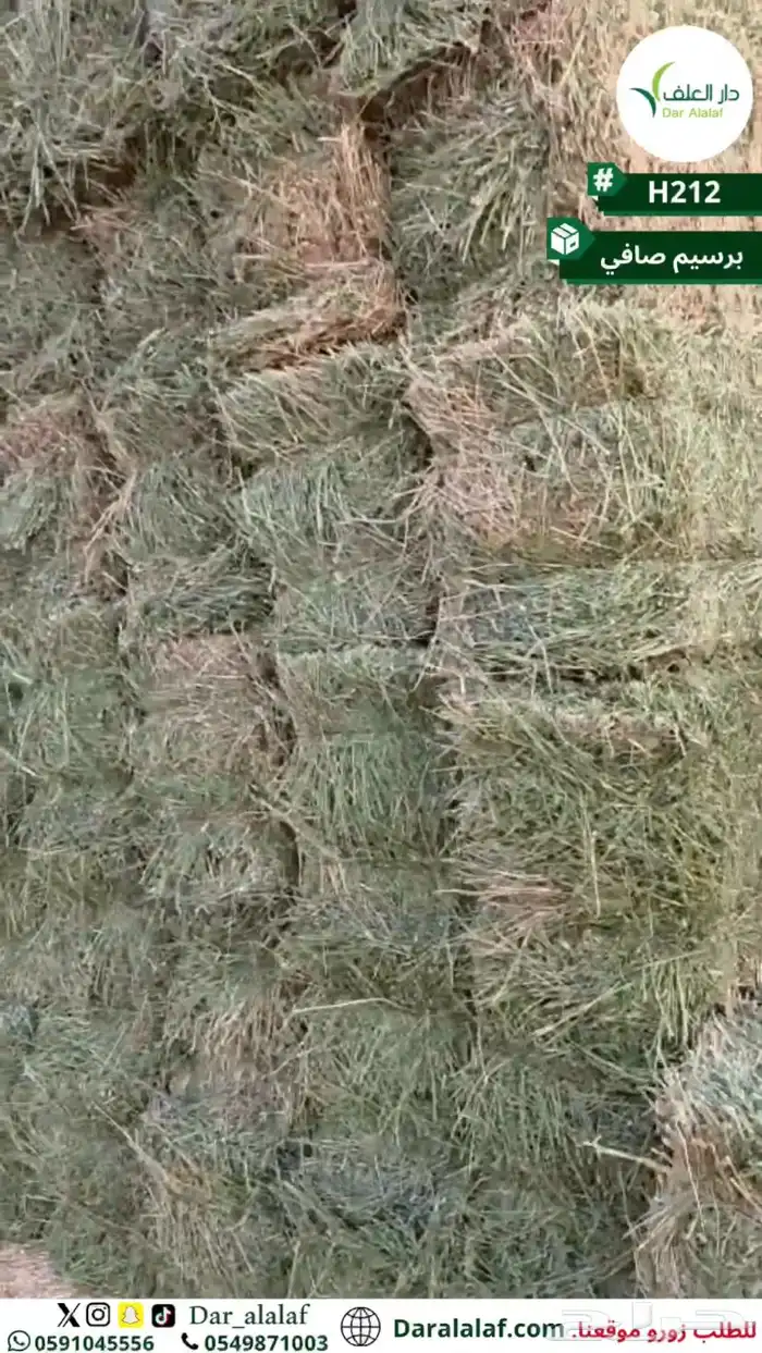 برسيم تبوك 2