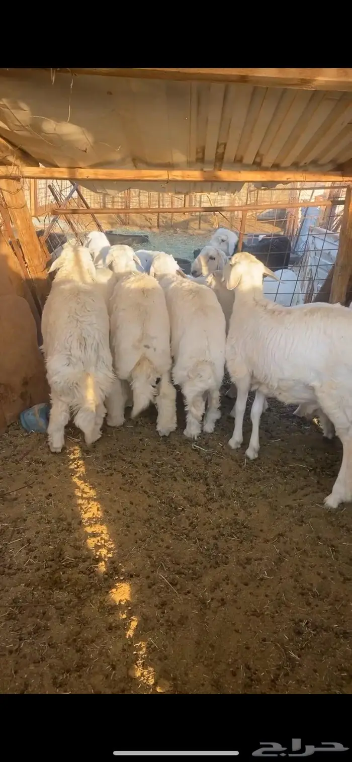 ذبائح طليان نجد وحبص مع الذبح والتوصيل 2