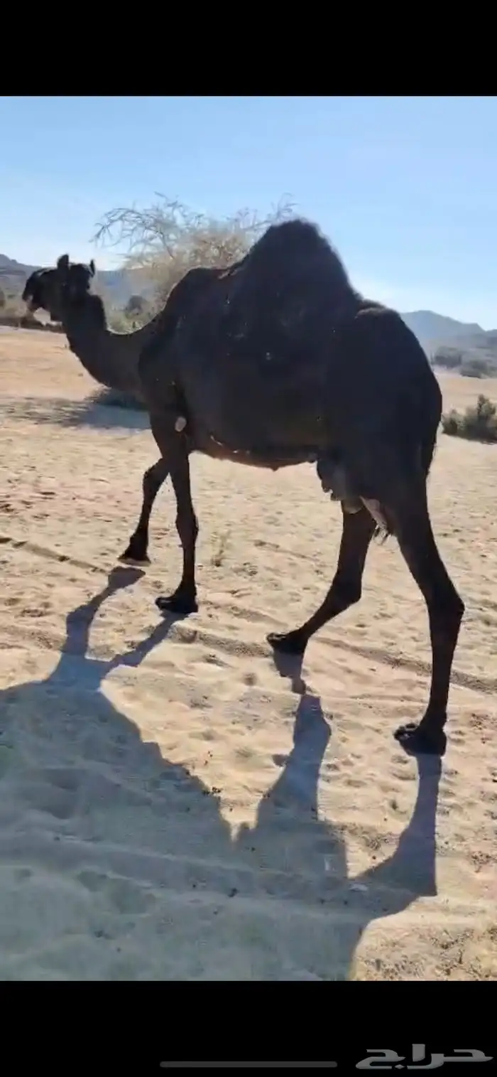 ناقه حايل كفو 1