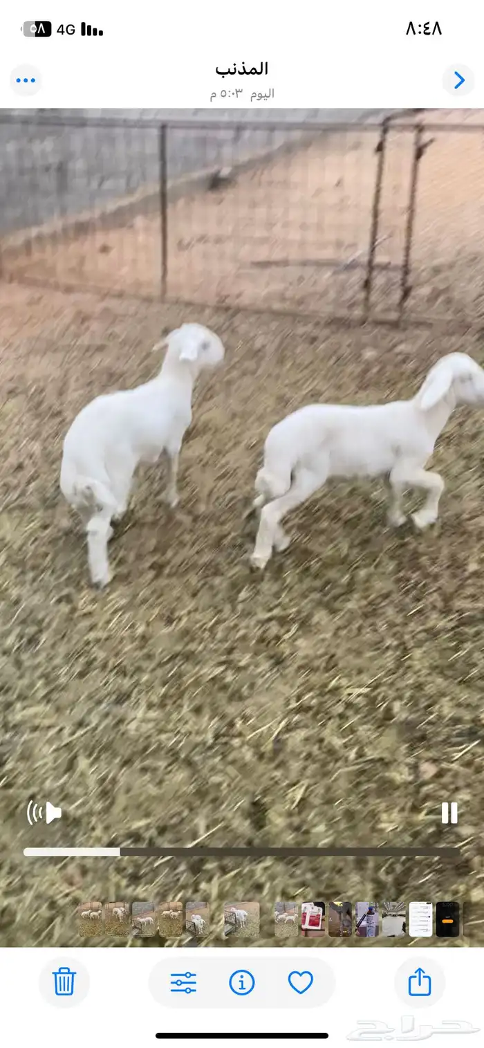 دواغير حريه 2