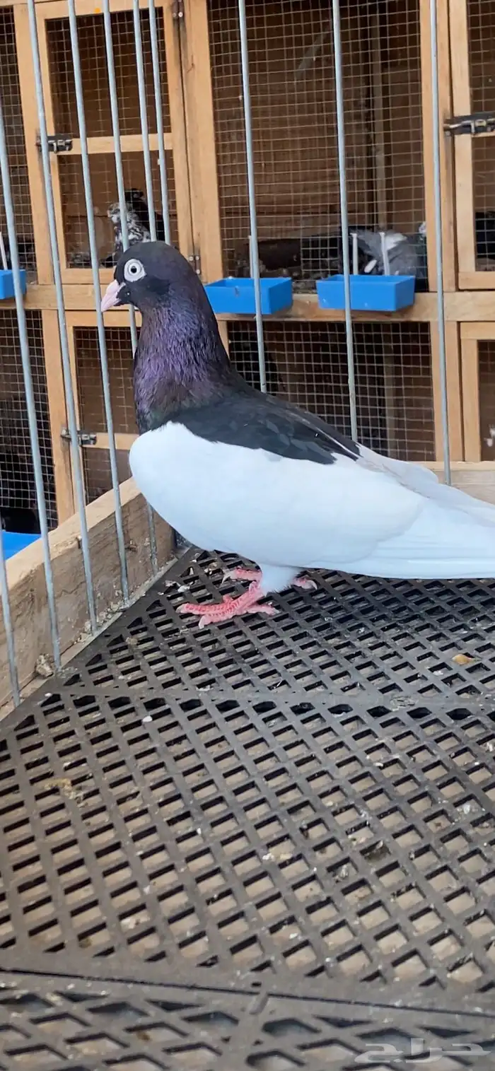 (( زوج بلنقهام بولده)) 1