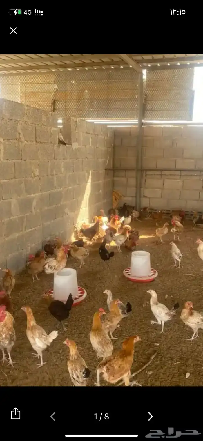 دجاج بلدي بياض 0