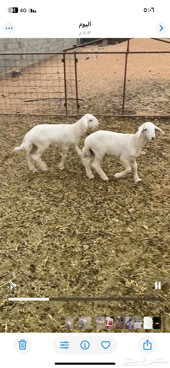 دواغير حريه 0