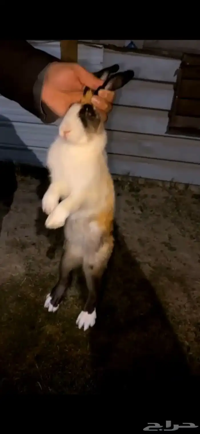 أرنب للبيع 0