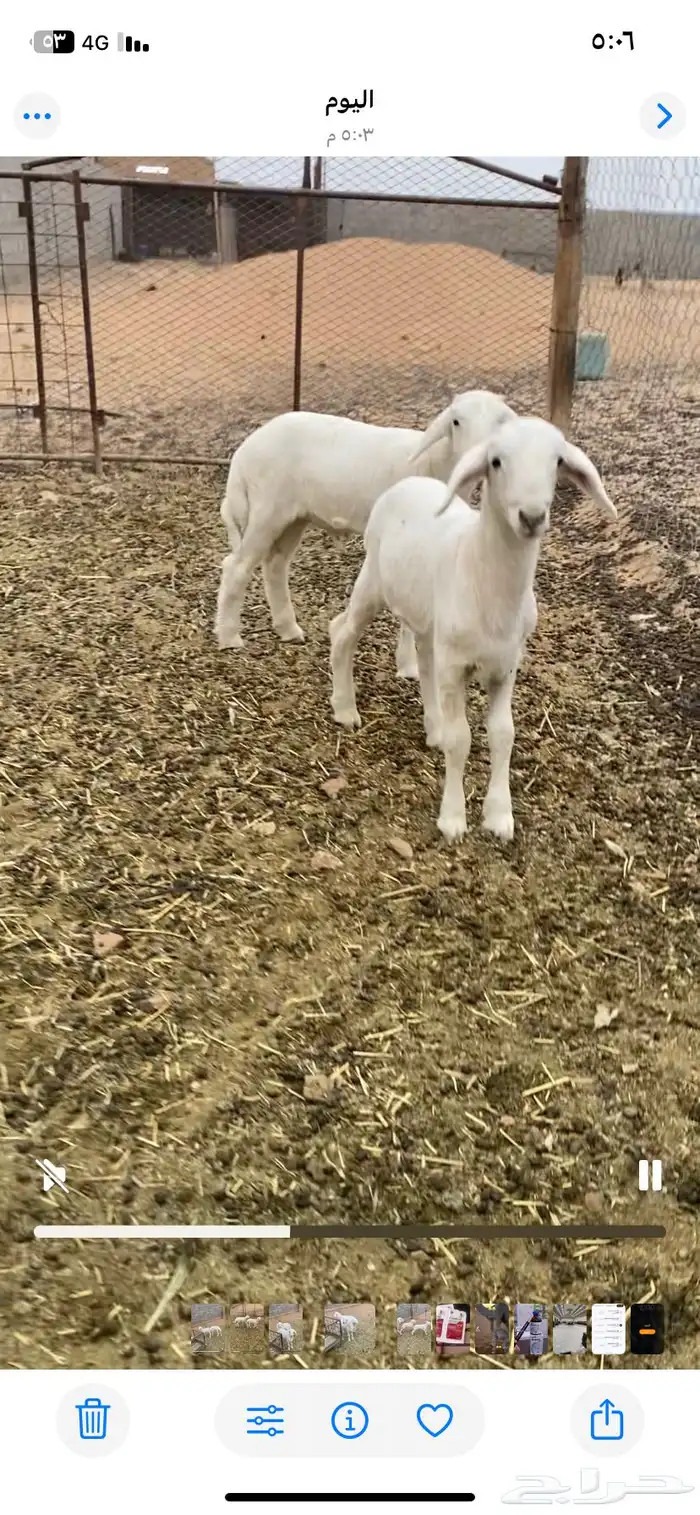 دواغير حريه 5