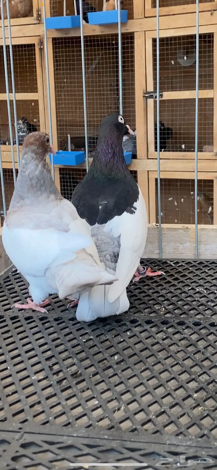 (( زوج بلنقهام بولده)) 2