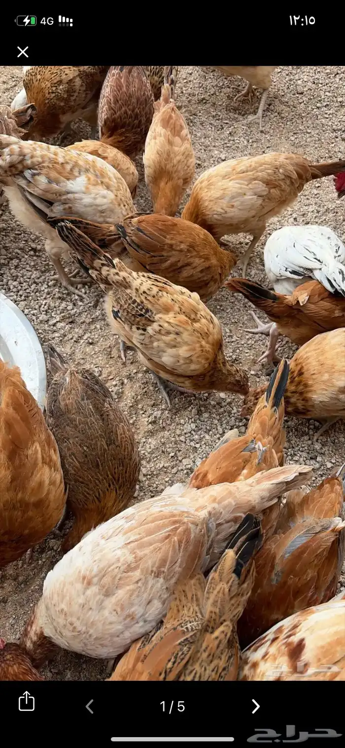 دجاج بلدي بياض 2