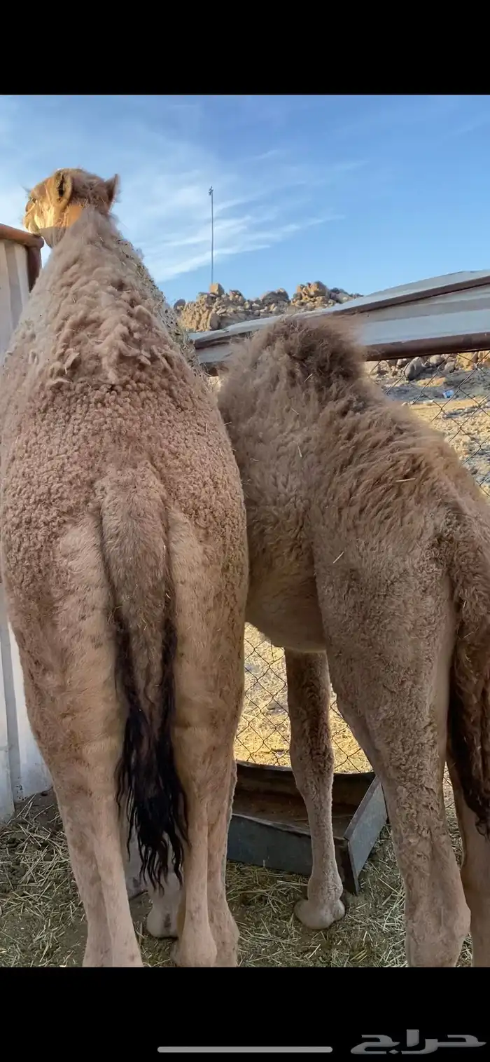 قعودين فل شحم 1