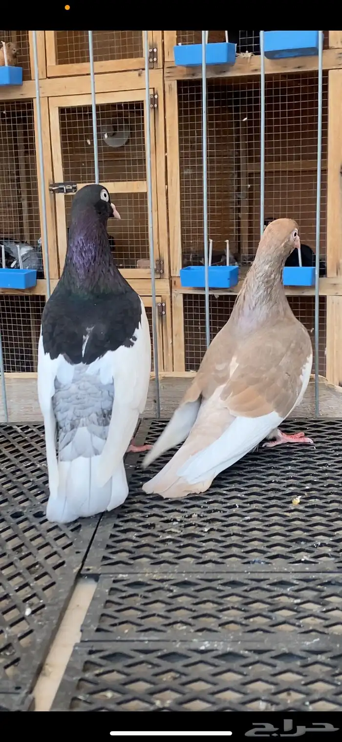 (( زوج بلنقهام بولده)) 3